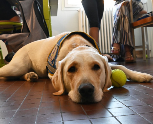 En classe avec Saïko ! Chien-guide d'aveugles
