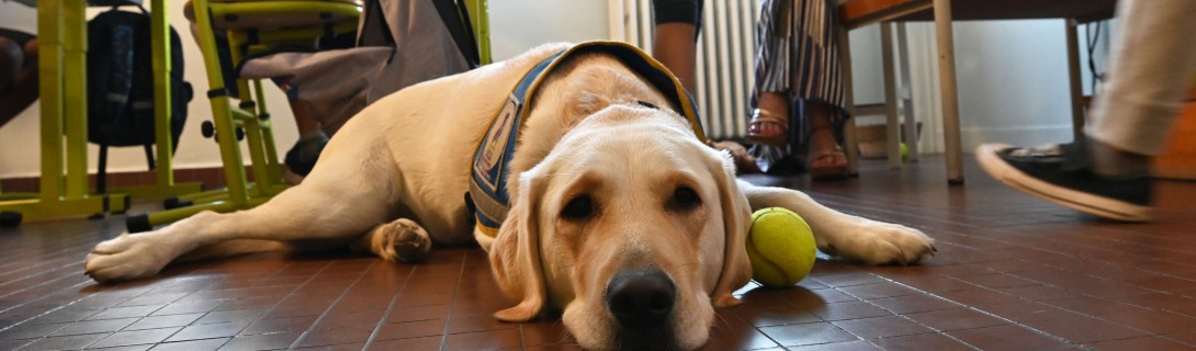 En classe avec Saïko ! Chien-guide d'aveugles